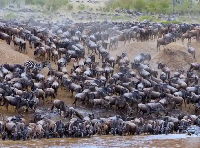 Great Wildebeest Migration in the Serengeti