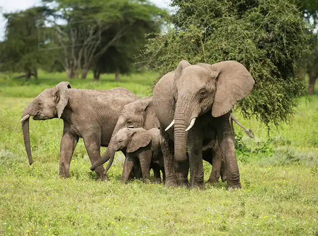 4 Days Tanzania Family Friendly Safari from Arusha town