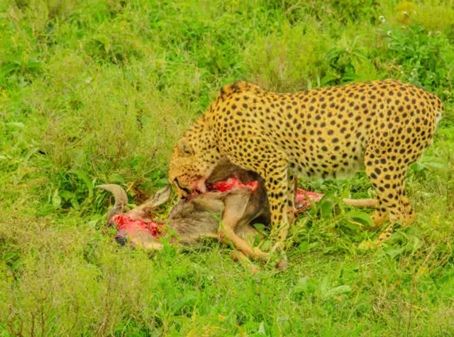 4 Days Tanzania Family Friendly Safari from Arusha town
