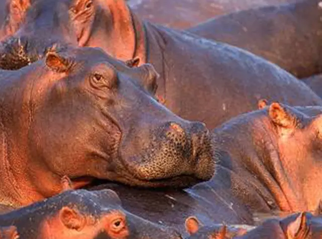 4 Days Tarangire, Manyara and Ngorongoro Crater Safari