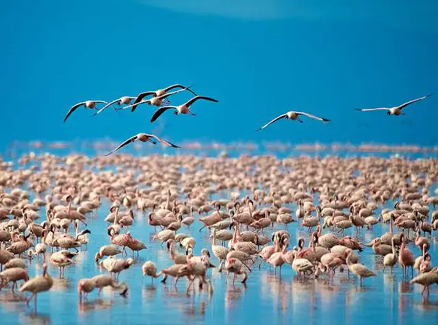 4 Days Tarangire, Manyara & Crater