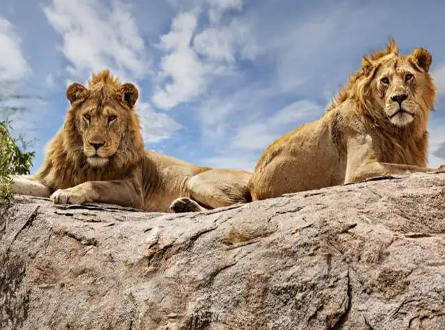 5 Days Luxury Serengeti Honeymoon Safari for Couples