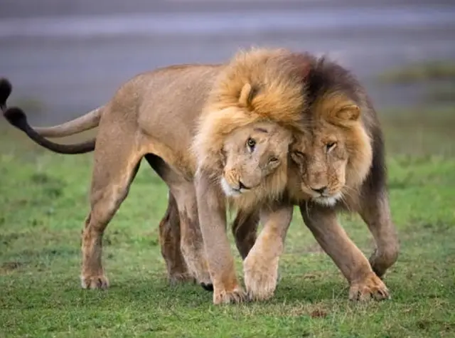 5 Days Luxury Serengeti Wildlife Safari