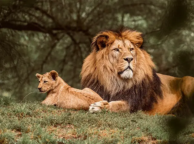 5 Days luxury safari across Serengeti, Tarangire and Ngorongoro