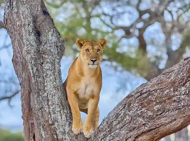 Luxury Tanzania safari