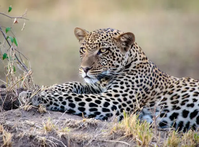 5 Days Serengeti & Ngorongoro Big 5