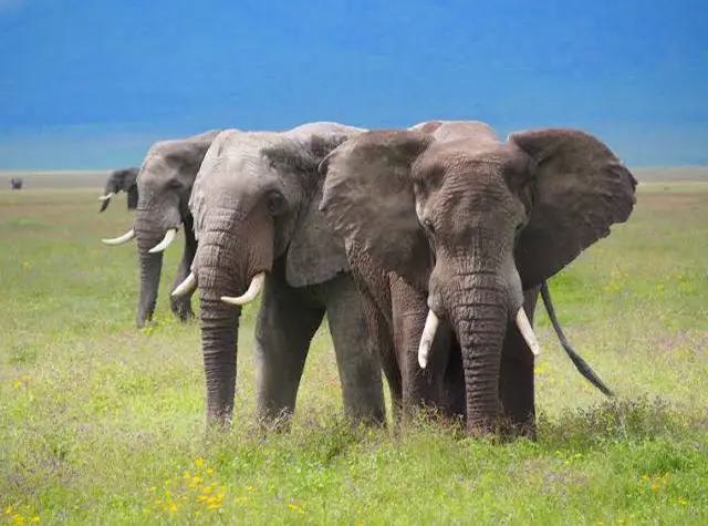 5 Days Serengeti & Ngorongoro