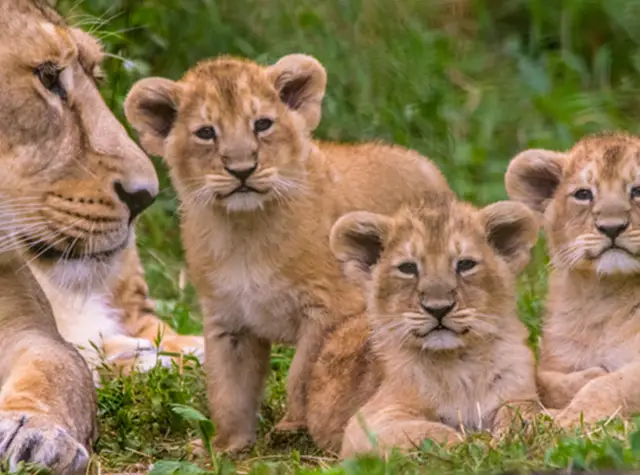 5 Days Serengeti Wildlife Family Safari