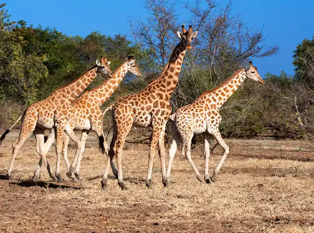 5 Days Serengeti Wildlife Family Safari