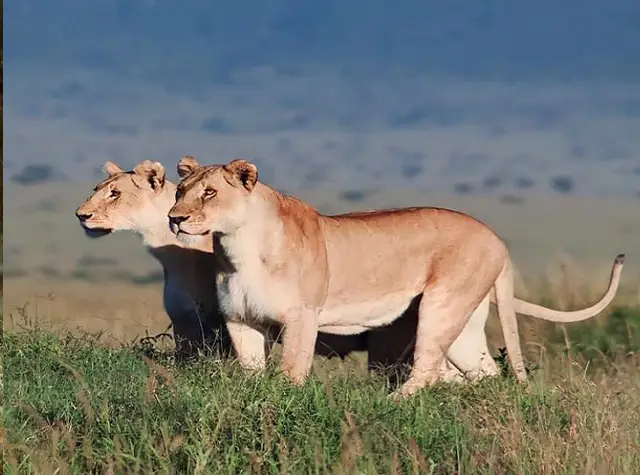 Luxury safari in Serengeti and Ngorongoro