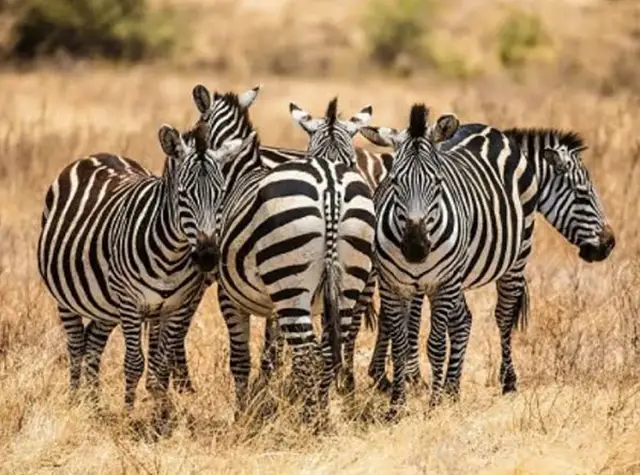 6 Days Northern Tanzania Family Safari
