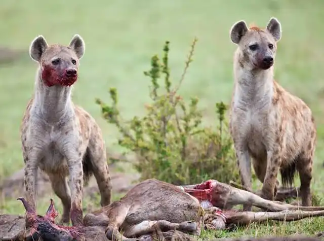 6 Days Northern Tanzania Family Safari