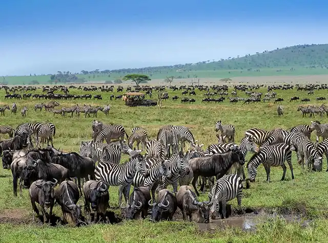 7 Days Great Migration Safari