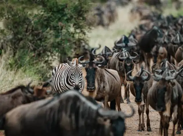 7 Days Great Migration Safari