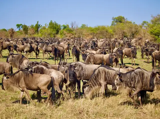 8 Days luxury Great Migration safari in Tanzania