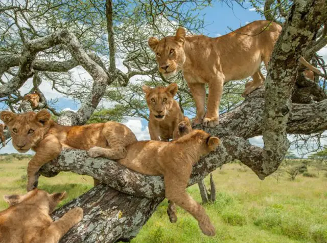 8 Days Northern Circuit Ultimate Tanzania Family Safari