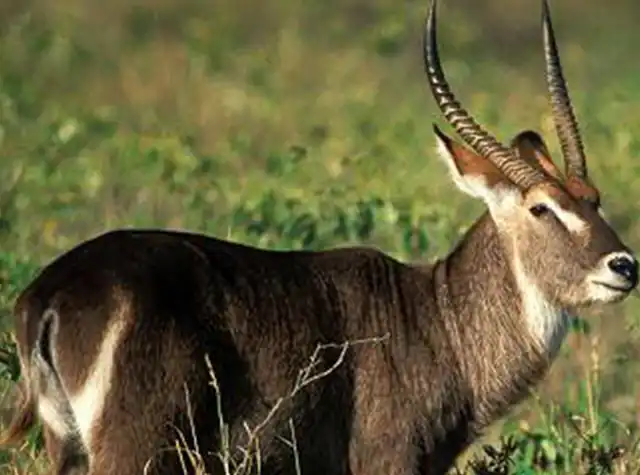 Mount Meru scenery in Arusha National Park