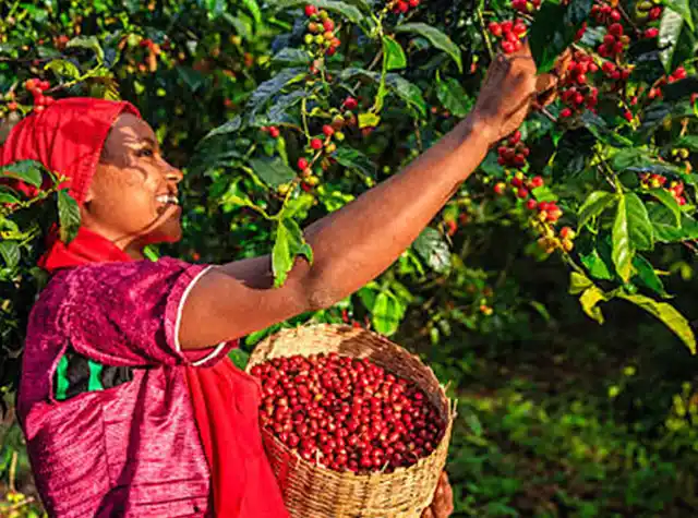 A local coffee farm experience in Tanzania