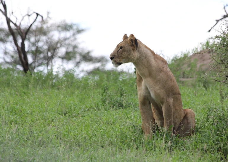 Tarangire, Lake Manyara and Ngorongoro safari