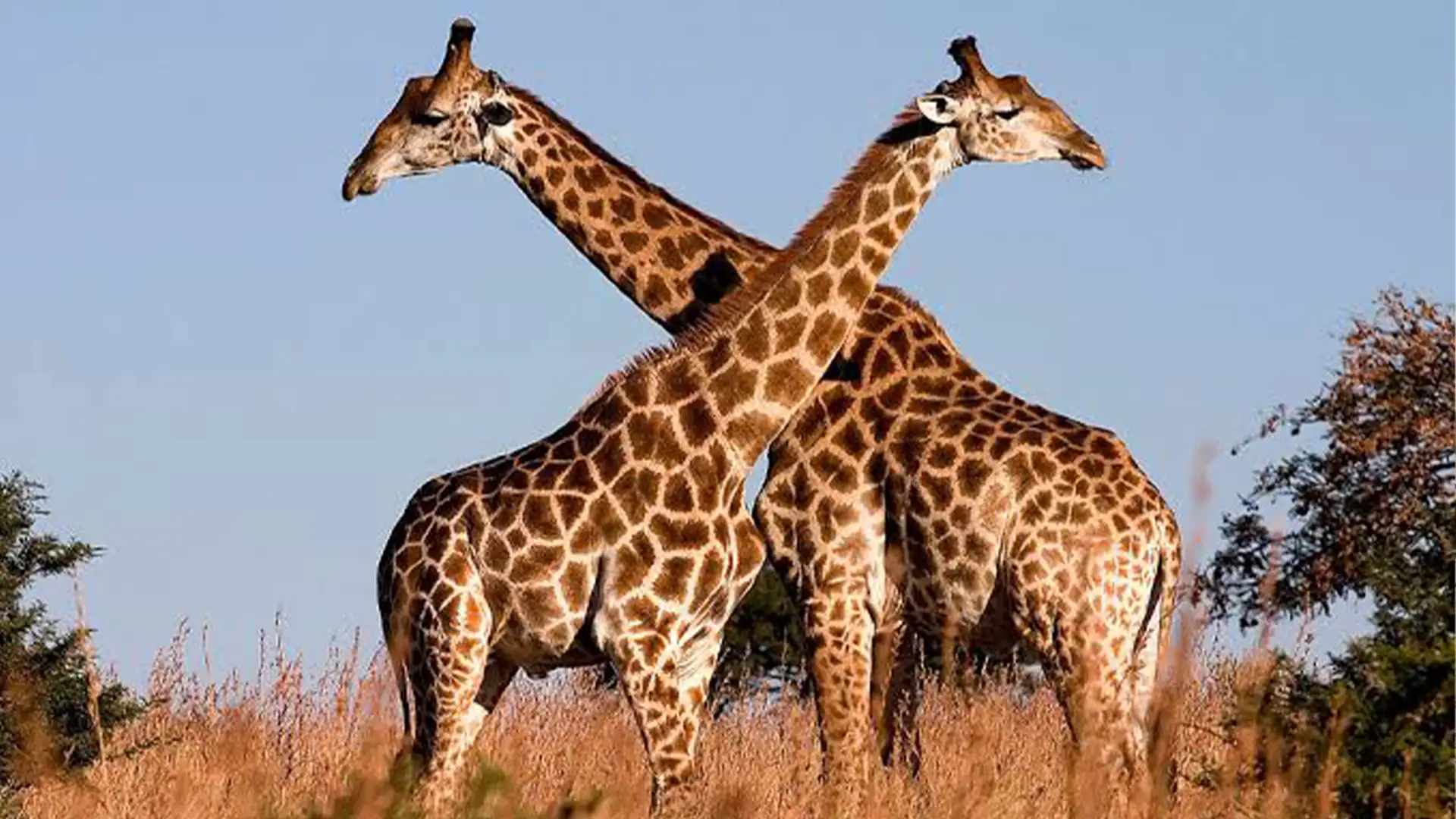 Tanzania Safari Wildlife