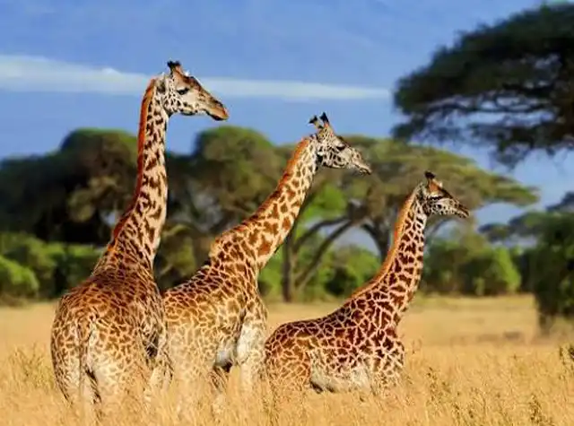 Tarangire National Park landscape