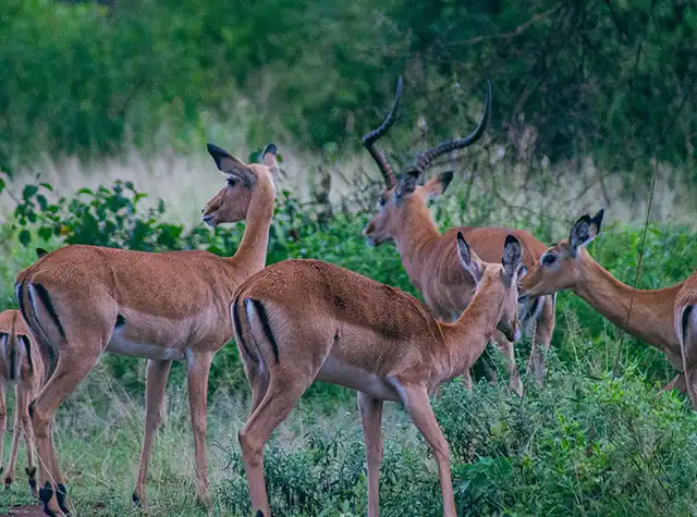 Tarangire National Park landscape