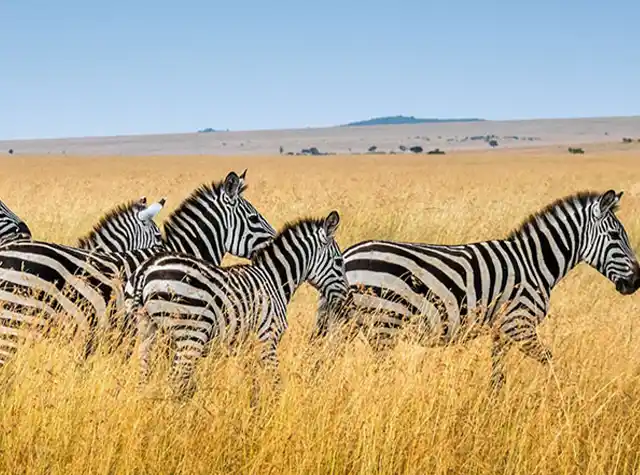 Tarangire National Park landscape