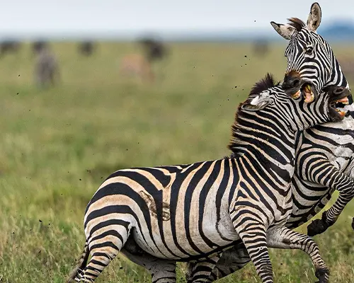 Ngorongoro Crater Safari