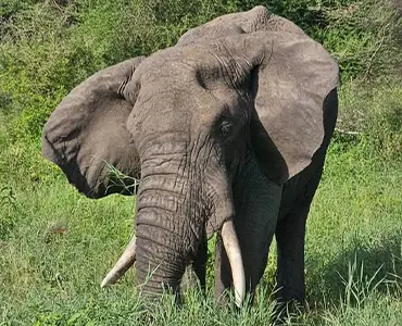 Tarangire National Park Baobabs and Elephants