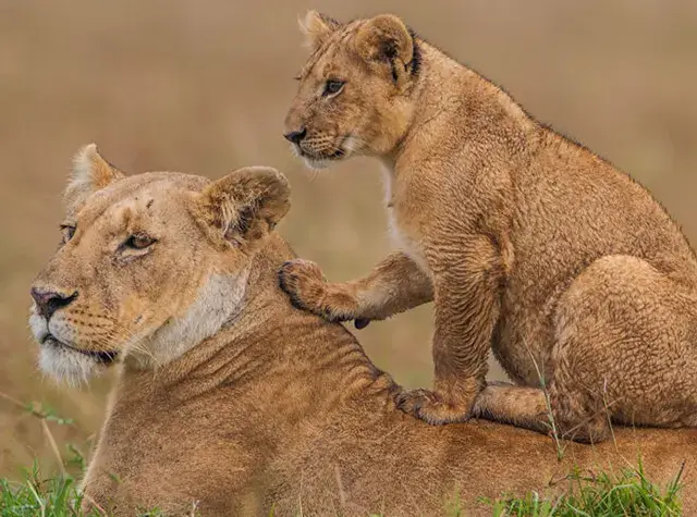 Lake Manyara National Park
