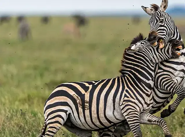 Ngorongoro Conservation Area