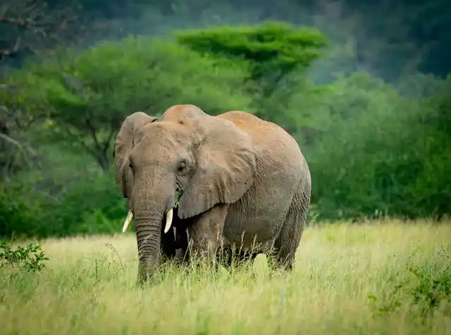 Tanzania safari and beach landscape