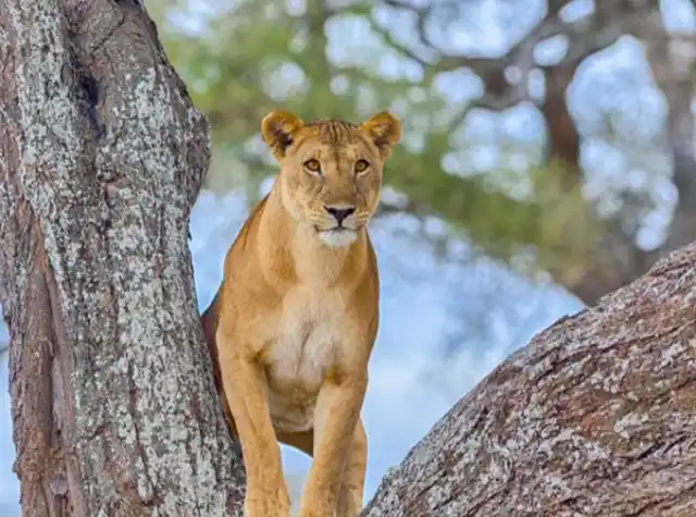 Tarangire National Park