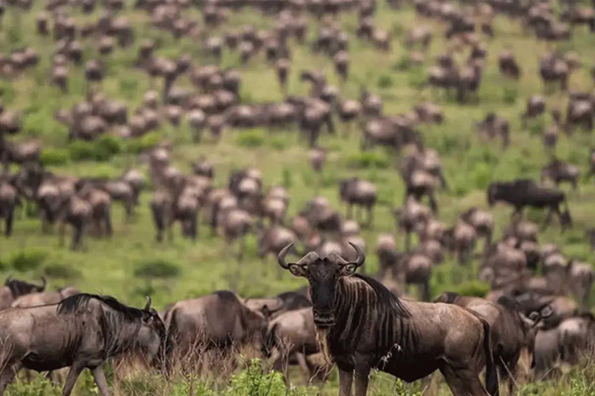 4 Days Wildebeest Migration July to October | 2027-2028