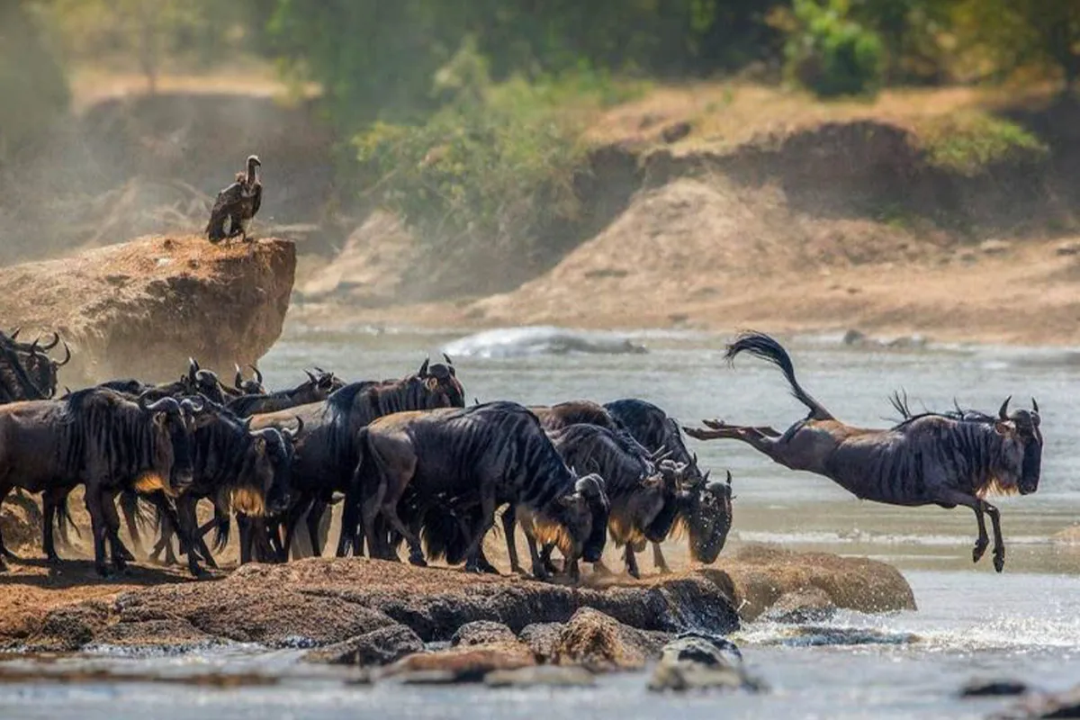 4 Days Wildebeest Migration Safari 2027 to 2028