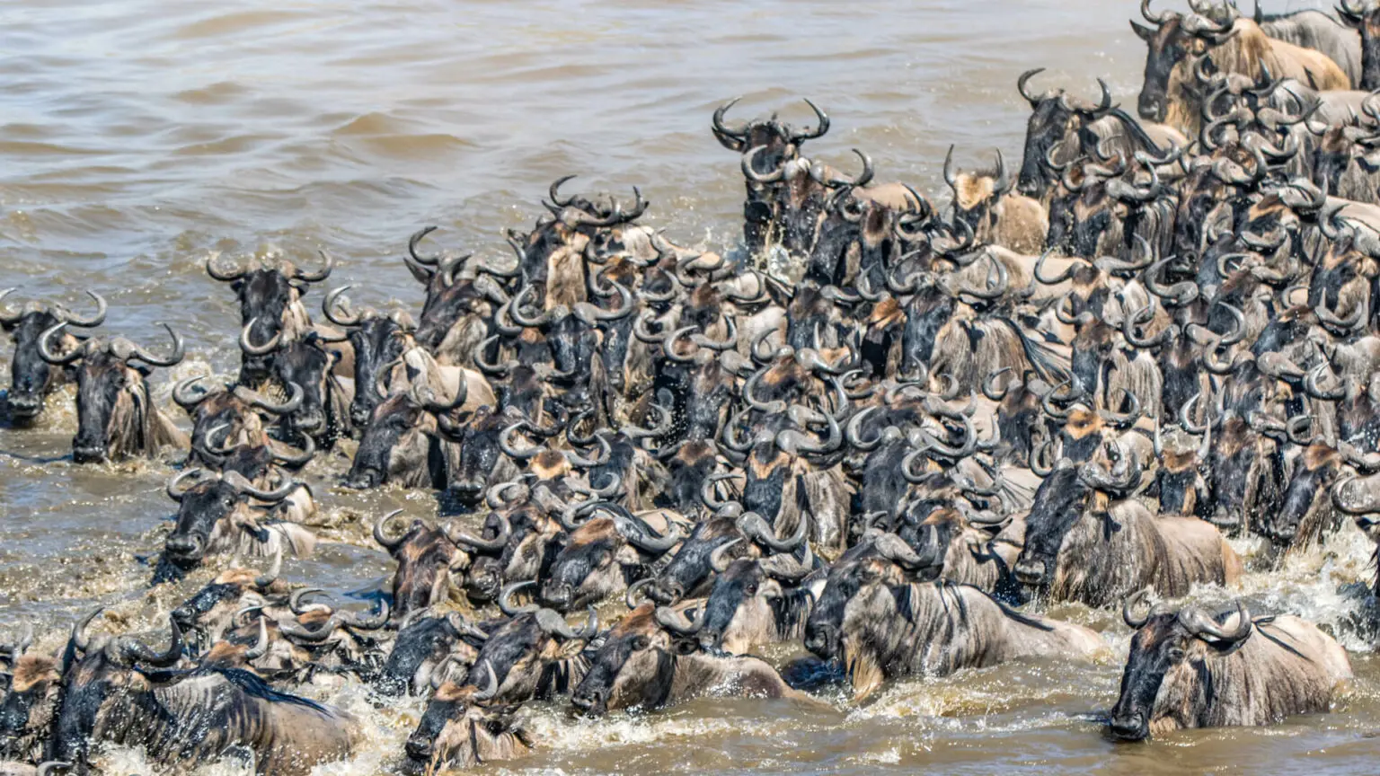 Cheap Great Migration Safari | Affordable Bush Safari