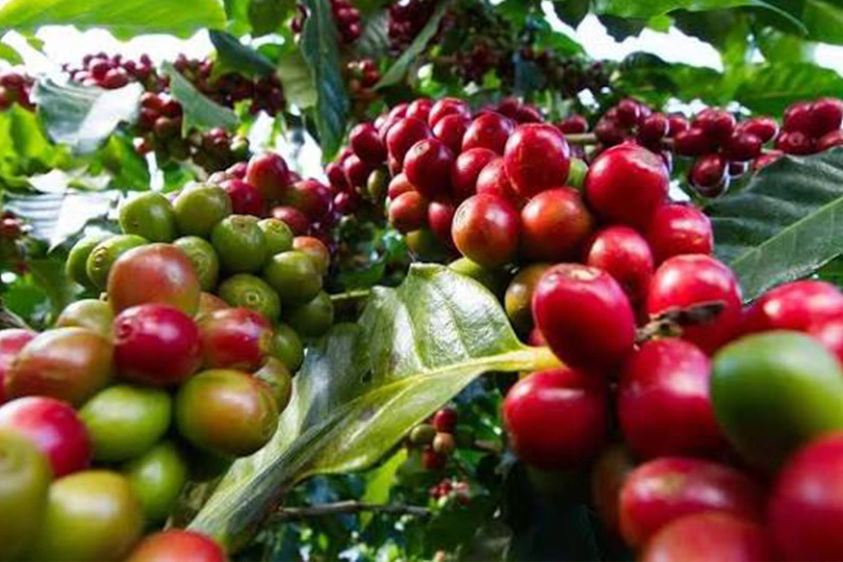 A local coffee farm experience in Tanzania
