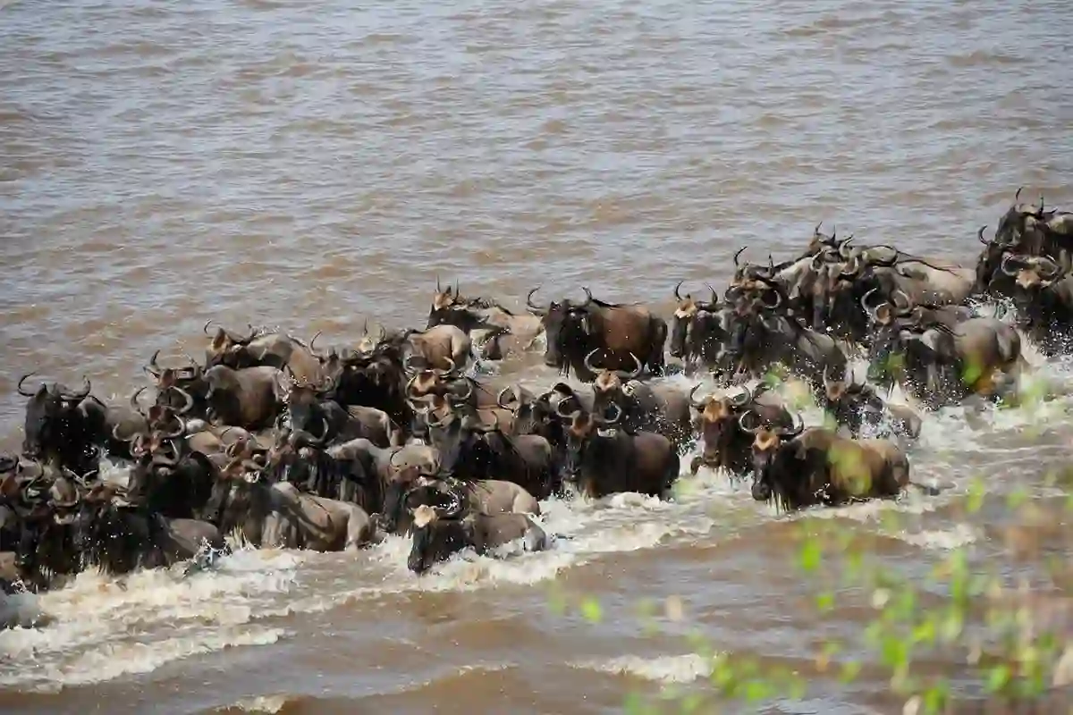 Unforgettable 5 Days Great Wildebeest Migration Safari