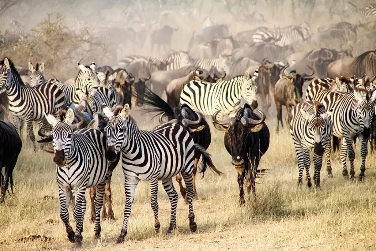 5 Days Serengeti & Ngorongoro